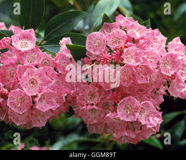 Kalmia latifolia - `Sarah'   TRS089952 Stock Photo